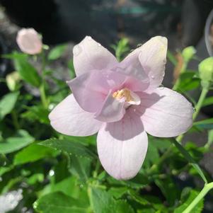 Platycodon grandiflorus Asral Double Pink