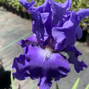 Iris germanica Breakers