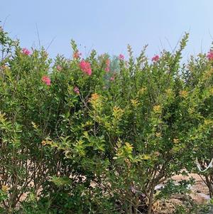 Lagerstroemia indica Hopi