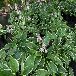 Hosta Francee