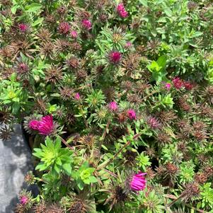 Aster novae-angliae Pink Crush