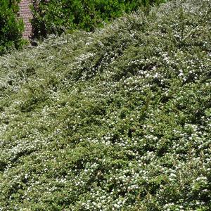 Cotoneaster horizontalis 