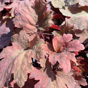 Heucherella Sweet Tea