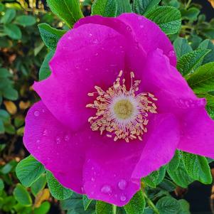 ROSA RUGOSA 