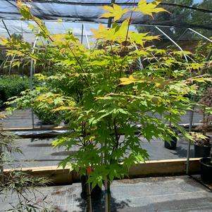 Acer palmatum Harvest Orange