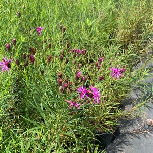 Vernonia x Southern Cross