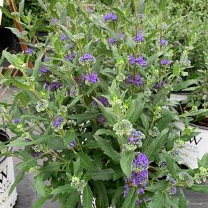 Caryopteris X clandonensis Beyond Midnight®(pp27426) 