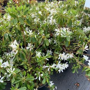 Azalea-Rhododendron macrosepalum hyb Wagner's White Spider