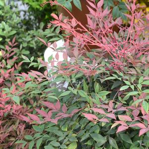 Nandina domestica Obsession™ (PP21891) 