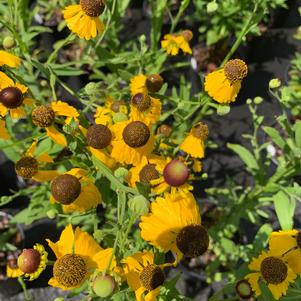 Helenium flexuosum Tiny Dancer