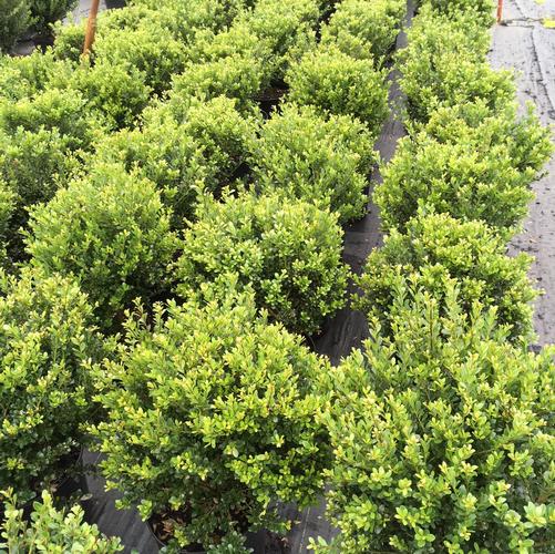 Ilex crenata Compacta