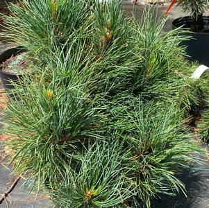 Pinus cembra Twister