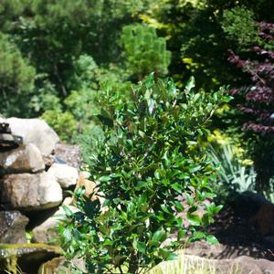 Ligustrum japonicum Recurvifolium