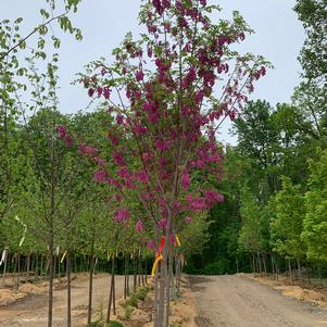 Robinia pseudoacacia Purple Robe