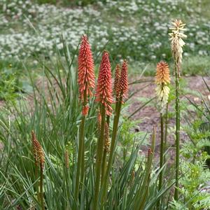 Kniphofia Flamenco