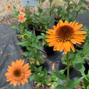 Echinacea supreme Cantaloupe