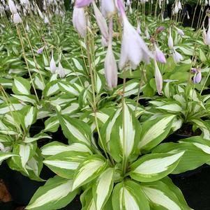 Hosta Night Before Christmas