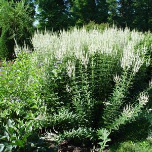 Veronicastrum virginicum 