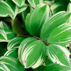 Polygonatum odoratum var. pluriflorum Variegatum