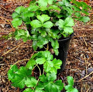 Waldsteinia fragarioides 