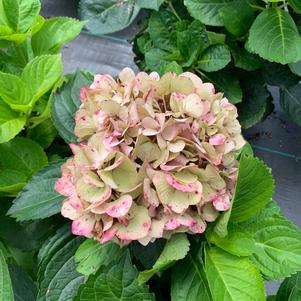 Hydrangea macrophylla Merritts Supreme