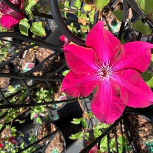 Clematis Nubia