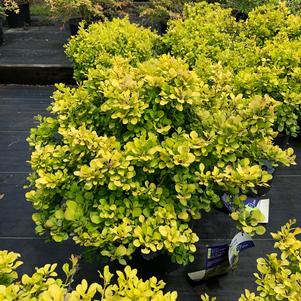 Berberis thunbergii Tiny Gold