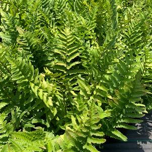 Fern-Dryopteris tokyoensis 