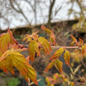 Acer palmatum Katsura Hime