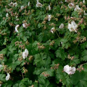 Geranium x cantabrigiense Biokovo