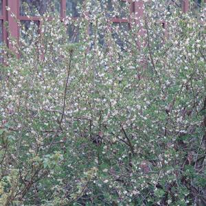 Lonicera fragrantissima 