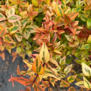 Abelia Carolina Sunset