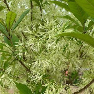 CHIONANTHUS VIRGINICUS SPRING FLEECING