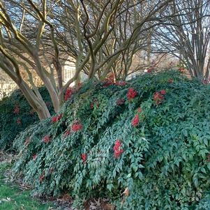 Nandina domestica Compacta