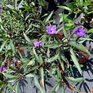 Ruellia simplex Purple Showers