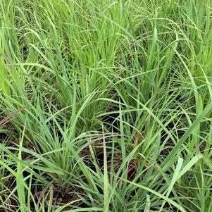 Andropogon gerardii 