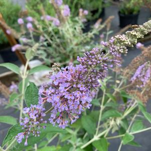 Buddleia Lochinch