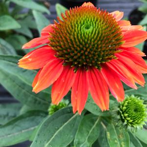 Echinacea purpurea Sombrero Hot Coral