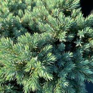 Juniperus squamata Blue Star