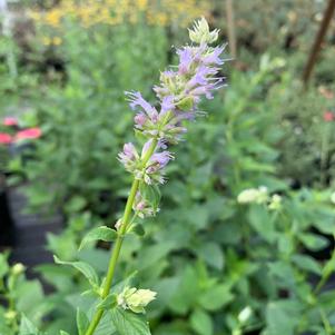 Agastache foeniculum 