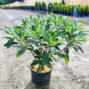 Edgeworthia chrysantha 