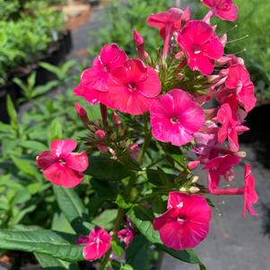 Phlox paniculata Grenadine Dream