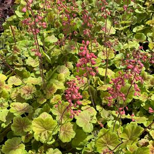 Heuchera Northern Exposure Sienna