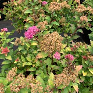 Spiraea japonica Magic Carpet