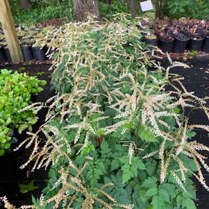 Aruncus Misty Lace