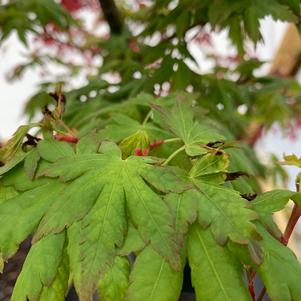 Acer palmatum Alpenweiss