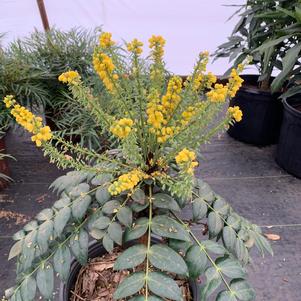 Mahonia x media Marvel (pp27425)