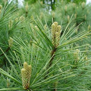 Pinus strobus 