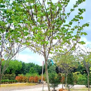 Cercis canadensis Ace of Hearts