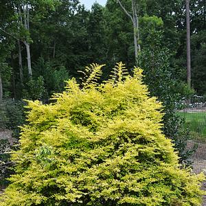 Ligustrum sinensis Sunshine